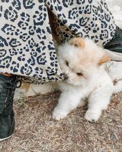 CHOW CHOW PUPPIES FOR FREE ADOPTION Image eClassifieds4u 2