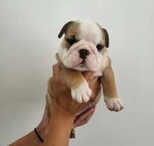 English bulldog puppies for sale Image eClassifieds4u 2
