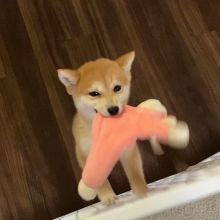 Family raised shiba inu puppies for adoption Image eClassifieds4U