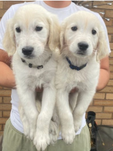 Golden Retriever pups for sale Image eClassifieds4u 2