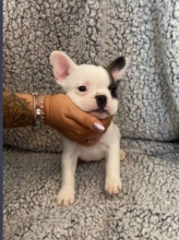 KC reg french bulldog puppies Image eClassifieds4u 2
