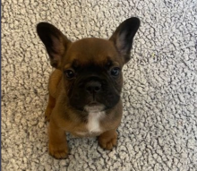 KC reg french bulldog puppies Image eClassifieds4u 3