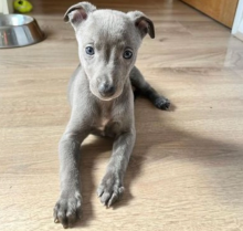 KC whippet puppies, READY NOW Image eClassifieds4u 2