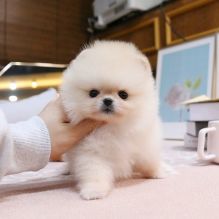 POMERANIAN PUPPIES FOR ADOPTION Image eClassifieds4U