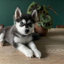 Pomsky Puppies Looking For Their Forever Home Image eClassifieds4U