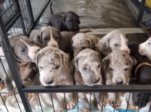 READY NOW 6 AMAZING GREAT DANE PUPPIES Image eClassifieds4u 1