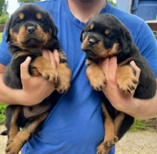 Rottweiler puppies for sale Image eClassifieds4u 1