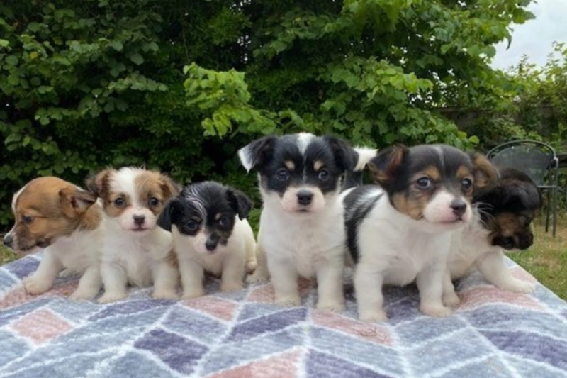 Miniature Jack Russell's Puppies available Image eClassifieds4u