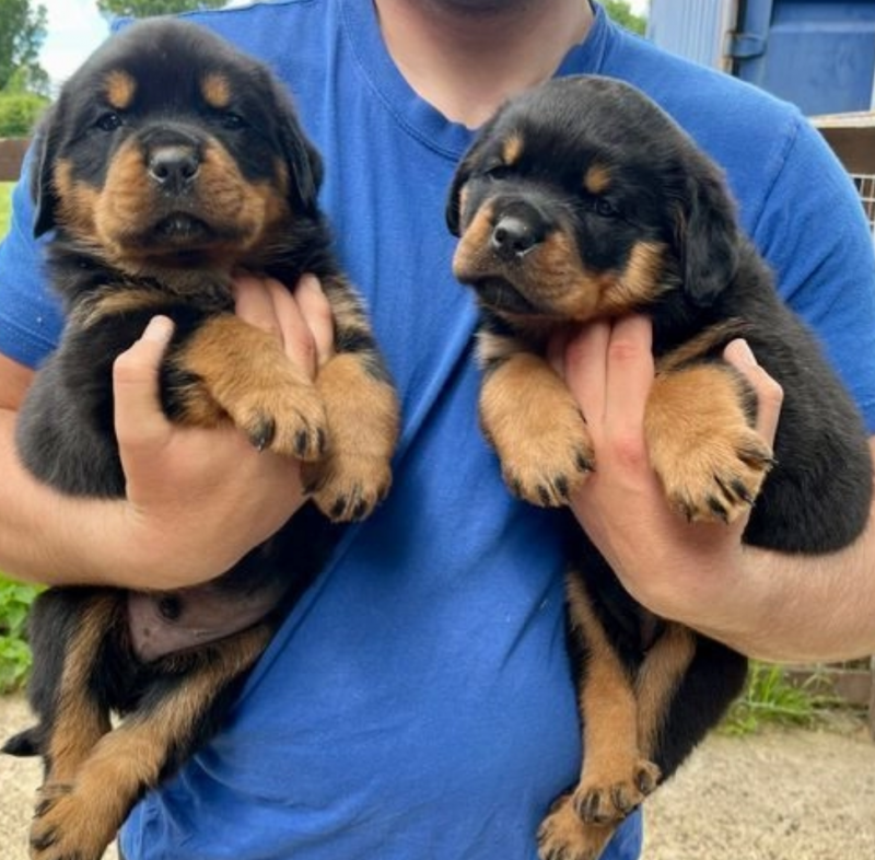 Rottweiler puppies for sale Image eClassifieds4u