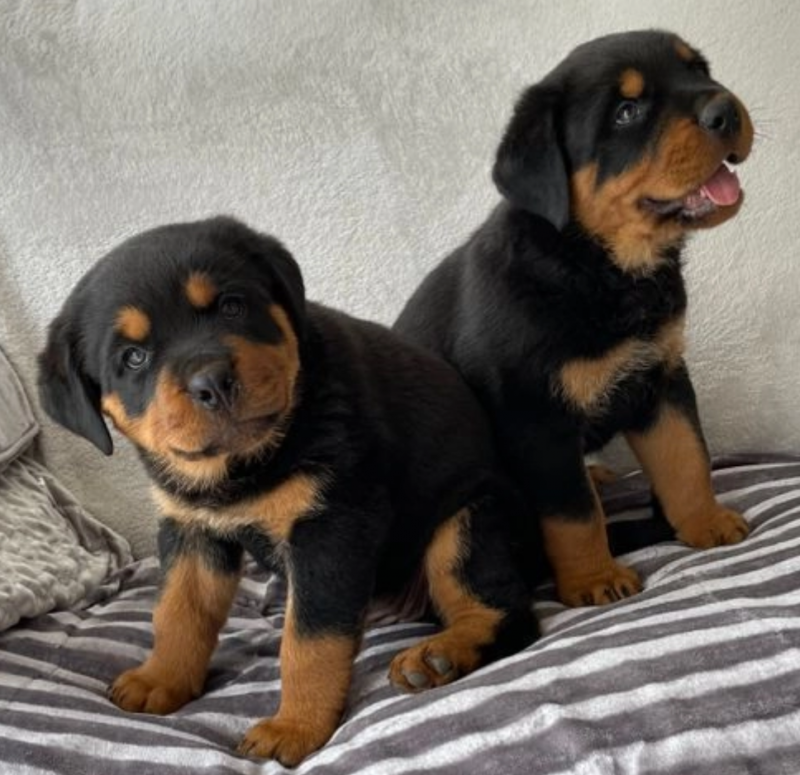 Rottweiler puppies for sale Image eClassifieds4u