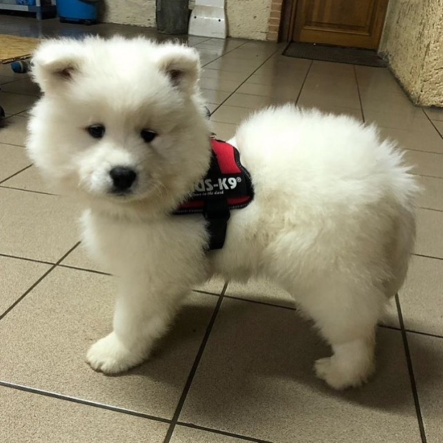 Samoyed Puppies Already Good To Go To Their New Home Image eClassifieds4u
