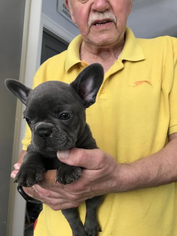 Blue/ Lilac French bulldog puppies for ADOPTION. !! Image eClassifieds4u