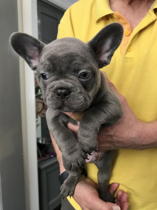 Blue/ Lilac French bulldog puppies for ADOPTION. !! Image eClassifieds4u