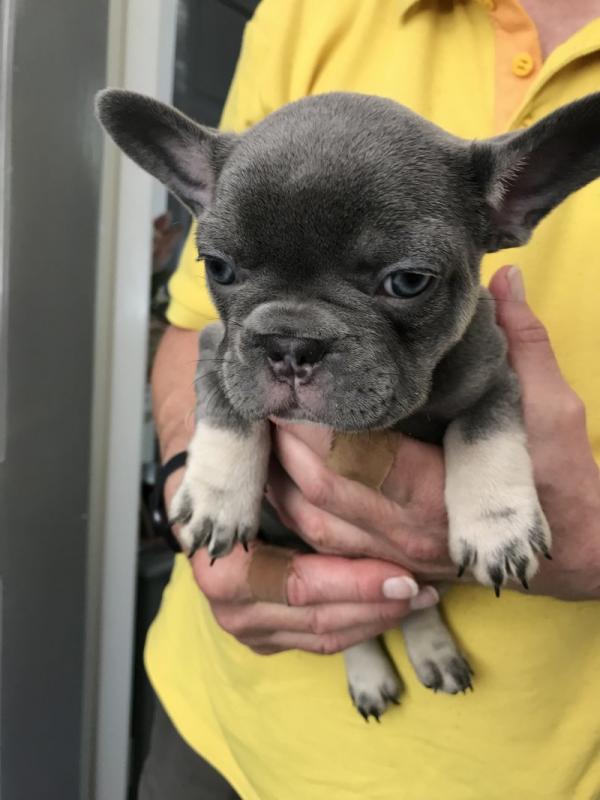 Blue/ Lilac French bulldog puppies for ADOPTION. !! Image eClassifieds4u