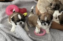 Adorable Pedigree Shih Tzu puppies for adoption