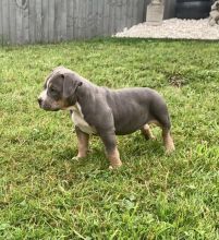 Beautiful American xl bully’s available