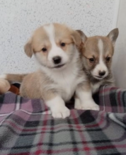 Beautiful Corgi Puppies