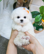 Bichon frise puppies available