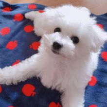 Bichon frise puppies for adoption , male and female available