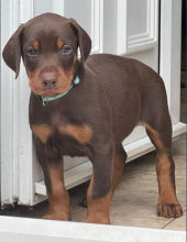 Chocolate & Tan Doberman Puppies for adoption