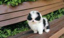 Cute Pomeranian pups available