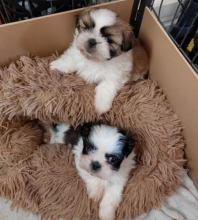 Cute Shih tzu puppies for sale