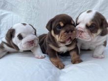 English bulldog puppies FOR ADOPTION !!