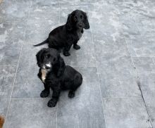 C0CKER SPANIEL puppies for ADOPTION !!