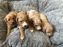 Gorgeous Poochon puppies for adoption