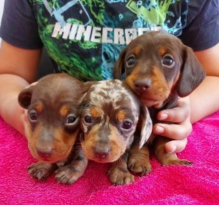 Miniature dachshund puppies for sale