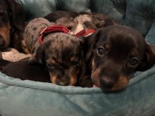 Miniature dapple dachshunds for adoption