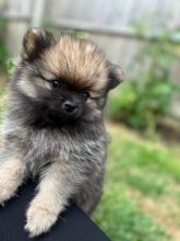 Pomeranian puppies ready FOR ADOPTION