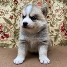 Pomsky Puppies CKC Registered, All Gorgeous