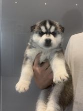 Stunning Siberian Husky pups for adoption