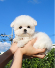 Teacup Maltese puppies available