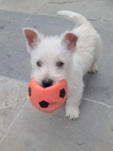 West highland terrier puppies for sale