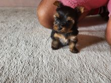 Yorke puppies for adoption..