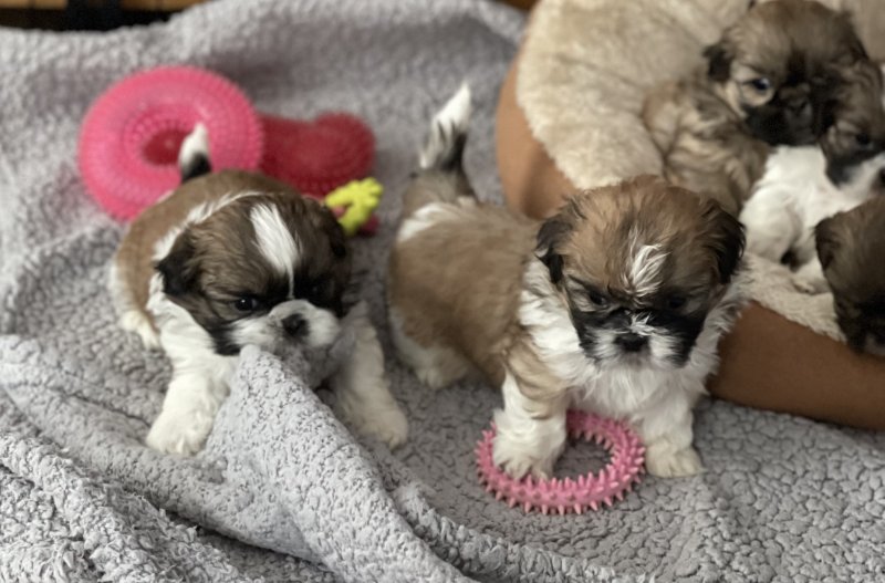 Adorable Pedigree Shih Tzu puppies for adoption Image eClassifieds4u