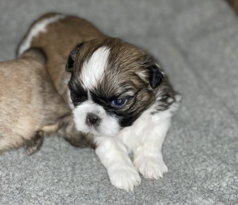 Adorable Pedigree Shih Tzu puppies for adoption Image eClassifieds4u