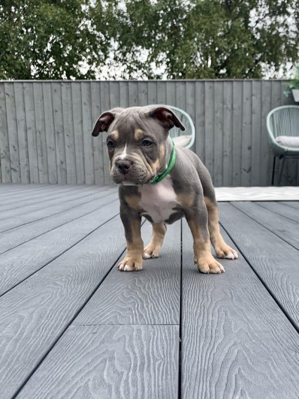 Beautiful American xl bully’s available Image eClassifieds4u