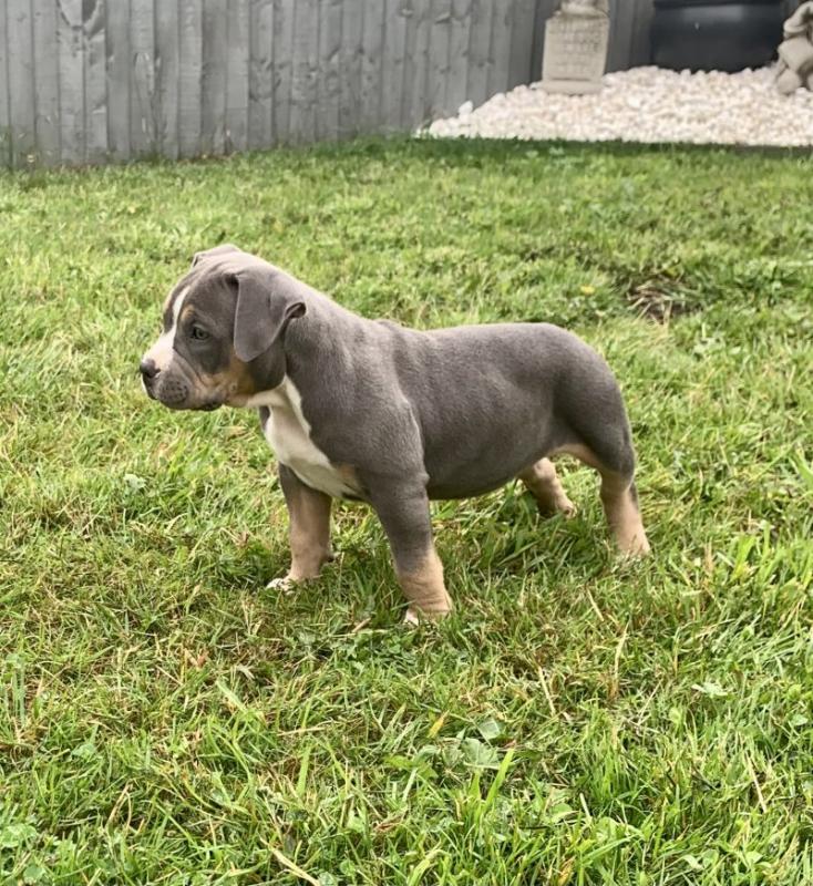 Beautiful American xl bully’s available Image eClassifieds4u
