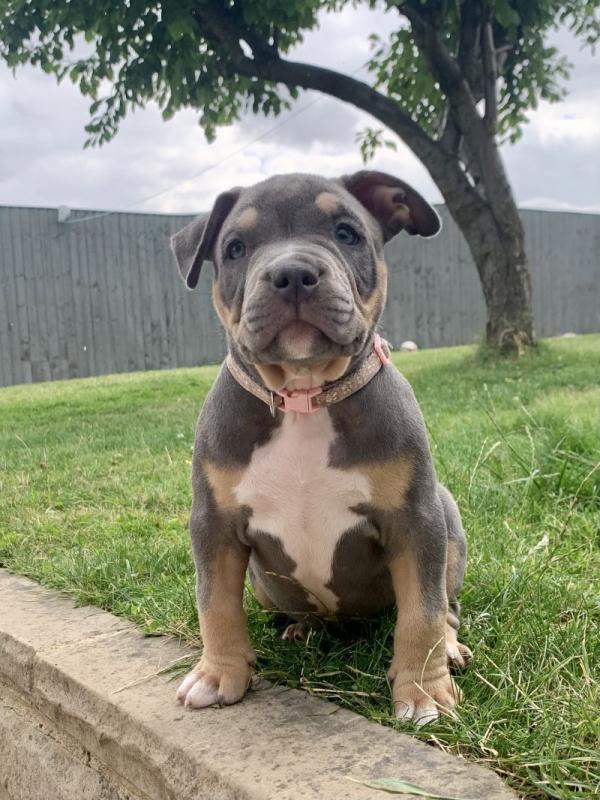 Beautiful American xl bully’s available Image eClassifieds4u