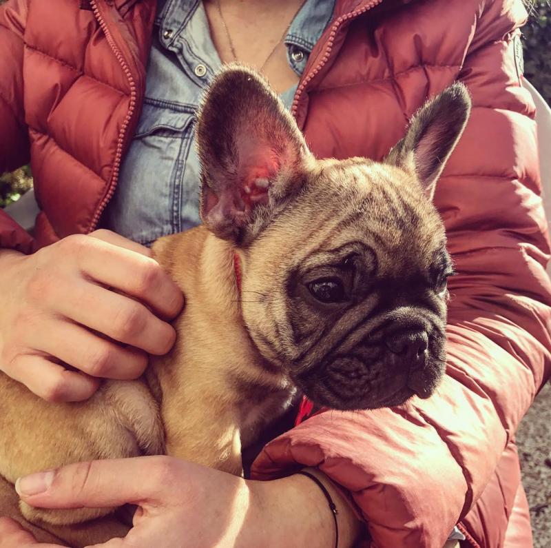 Beautifull male and female French bulldog puppies for adoption Image eClassifieds4u