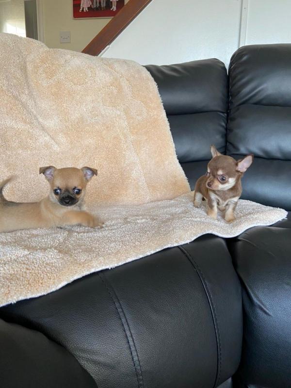 Chihuahua puppies ready for loving homes !! Image eClassifieds4u