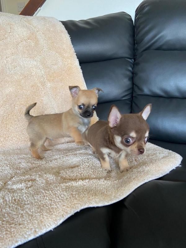 Chihuahua puppies ready for loving homes !! Image eClassifieds4u