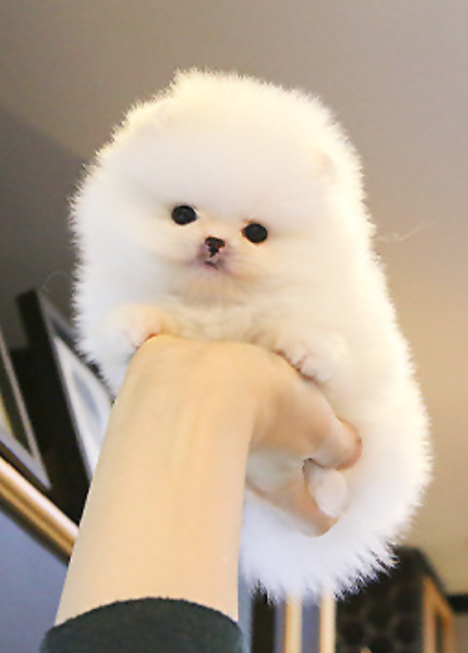 Cute Pomeranian pups available Image eClassifieds4u