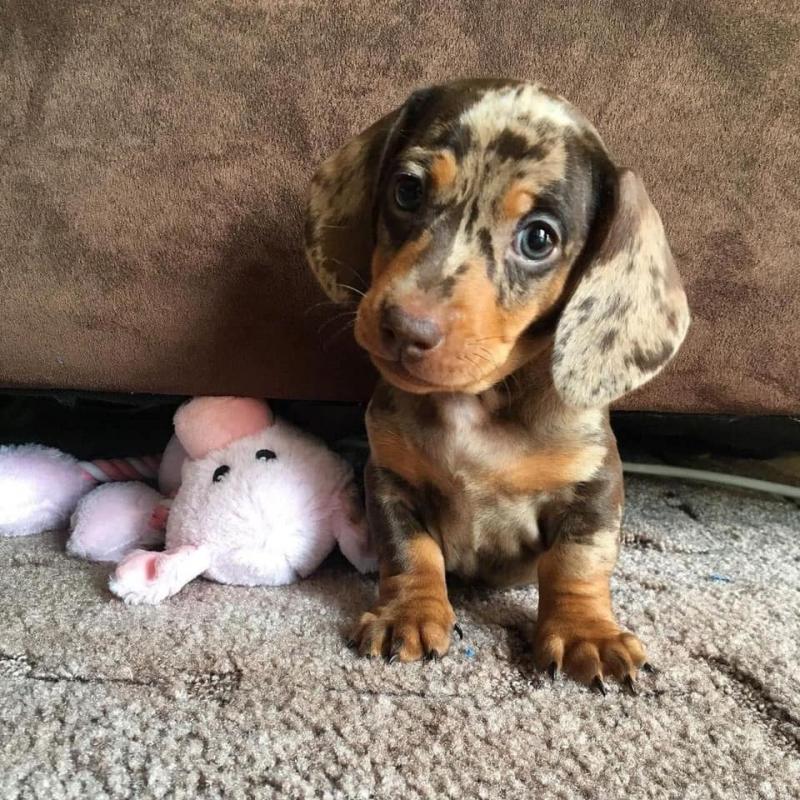 Dachshund Puppies, Microchipped With 1st Vaccination Image eClassifieds4u