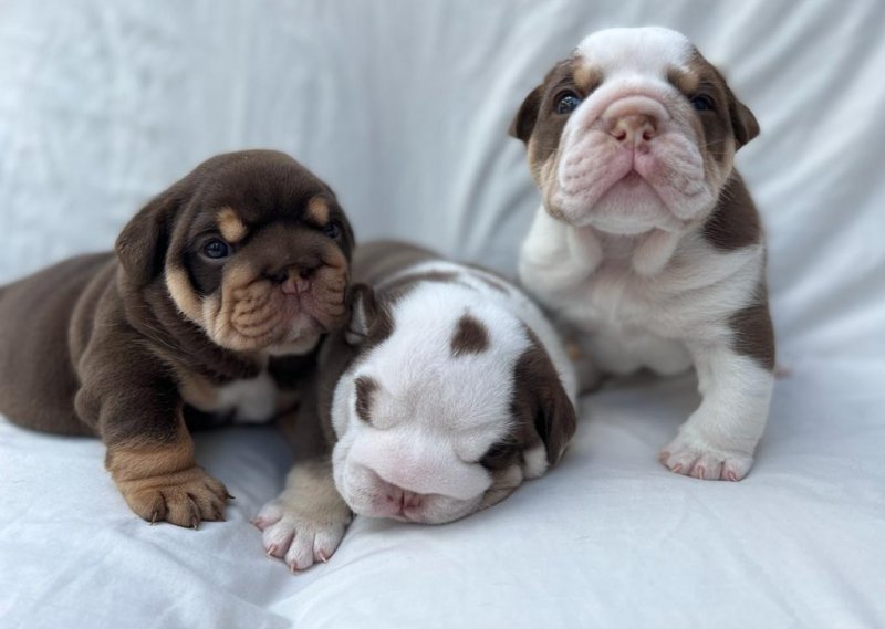 English bulldog puppies FOR ADOPTION !! Image eClassifieds4u
