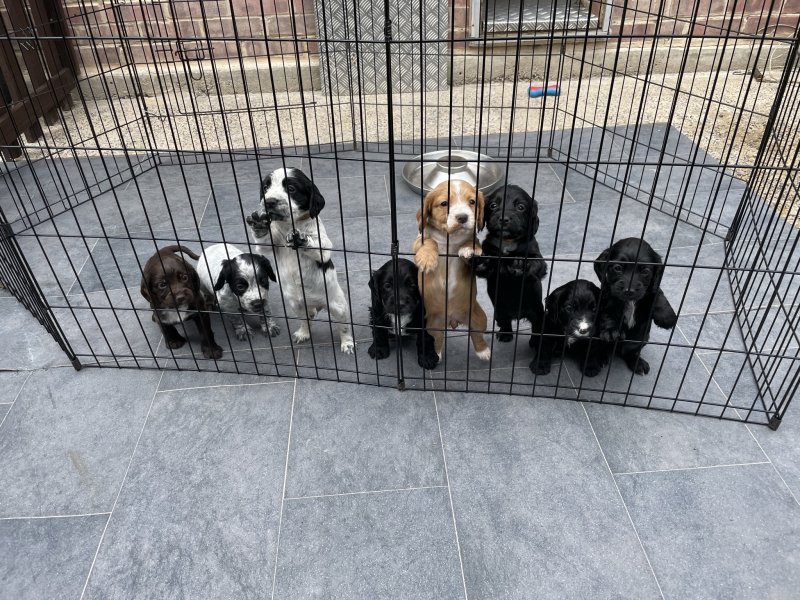 C0CKER SPANIEL puppies for ADOPTION !! Image eClassifieds4u