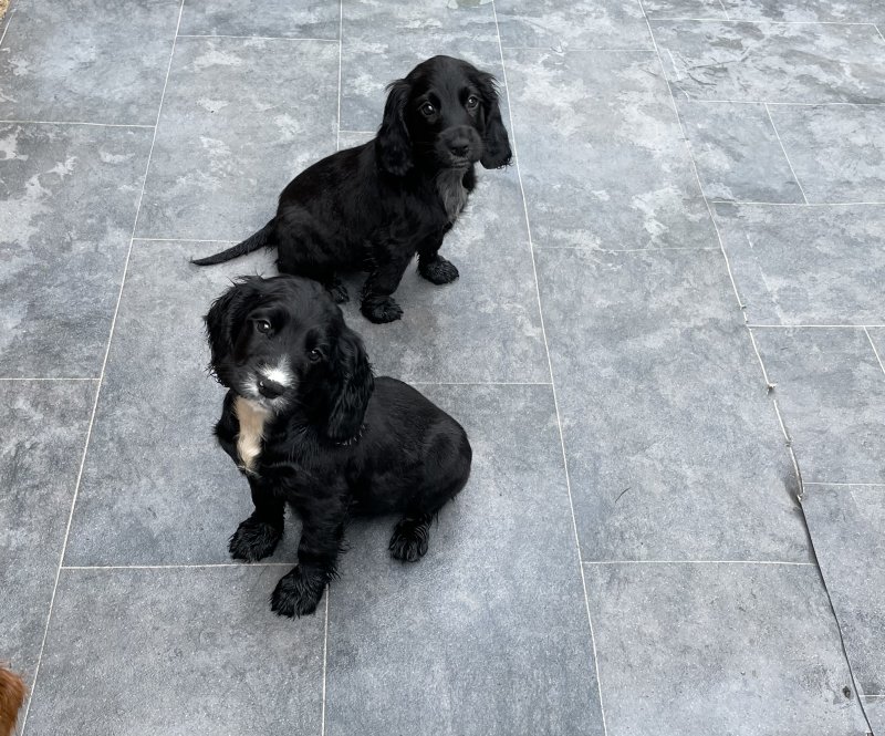 C0CKER SPANIEL puppies for ADOPTION !! Image eClassifieds4u